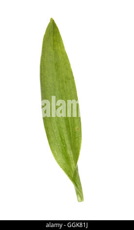 L'orchidée abeille - Ophrys apifera Banque D'Images