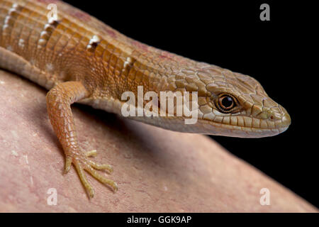 Lézard-alligator du sud (Elgaria multicarinata) Banque D'Images