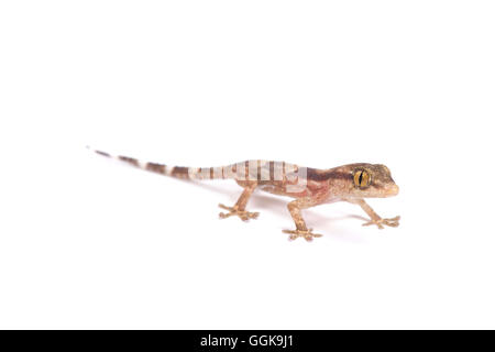 Bébé gecko (Tarentola senegambiae) Banque D'Images