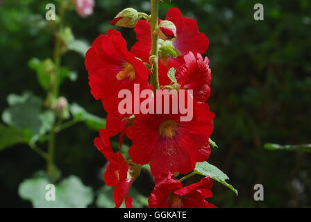 Roses trémières, Alcea rosea Banque D'Images