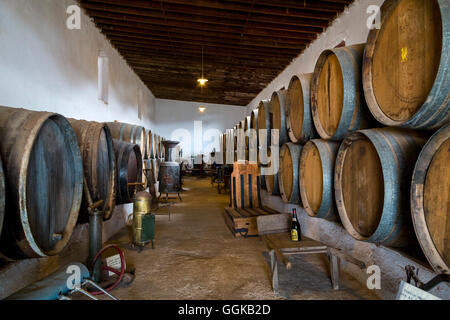 Des tonneaux de vin, musée El Grifo, région du vin La Geria, Lanzarote, îles Canaries, Espagne Banque D'Images
