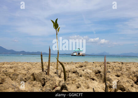 Cowrie Island chez Honda Bay, près de Puerto Princesa, l'île de Palawan, Philippines, Asie Banque D'Images