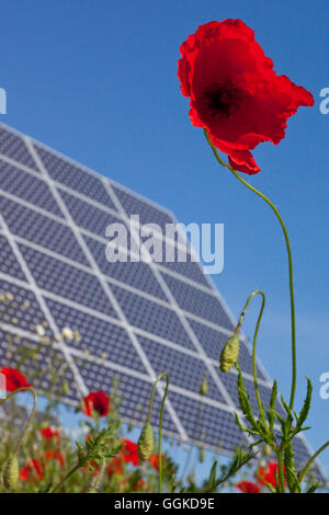 Fleur de pavot avec des panneaux solaires dans l'arrière-plan, Lieschensruh, Bad Nauheim, Hesse, Germany, Europe Banque D'Images