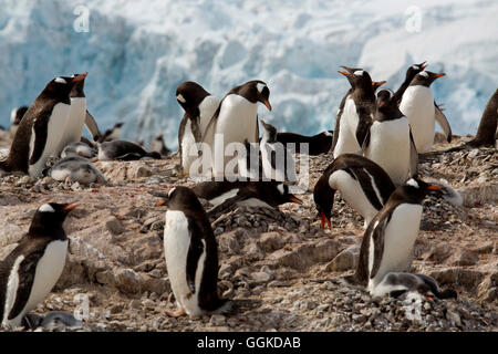 Manchots papous (Pygoscelis papua) nourrissent leurs oisillons, Neko Harbour, l'Antarctique Banque D'Images