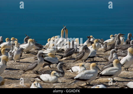 Cape Kidnappers Colon Gannet Australasian avec Bassan (Morus serrator), près de Napier, Hawke's Bay, île du Nord, Nouvelle-Zélande Banque D'Images