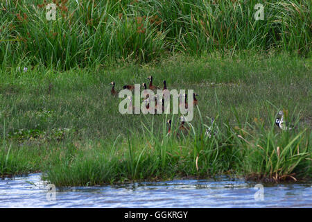 Sifflement à face blanche canards dans le marais le long du Nil, Murchison Falls National Park, de l'Ouganda Banque D'Images