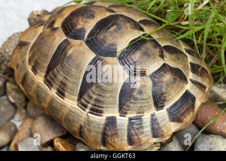 Épi Méditerranéen-thighed Tortoise (Testudo graeca). Les juvéniles, environ sept ans. Les anneaux de croissance sur chaque écaille. Banque D'Images