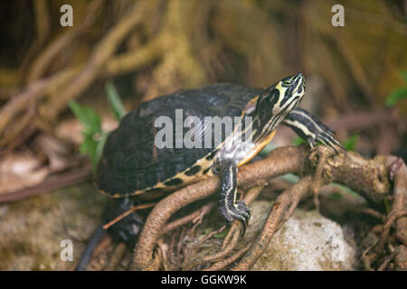 Le sud de tortue peinte (Chrysemys picta dorsalis). Tête Portrait. Forebody et montrant le début de la carapace dorsale de la bande jaune. Identifie cette sous-espèce.​ Banque D'Images