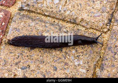 Slug - Grand Noir- - (Arion ater) SMI253506 Banque D'Images