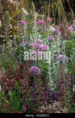 La plantation des prairies- Allium avec Artemisia Acanthe Heuchera Salvia et Stipa gigantea.- - (photos : Photos Hort/Leeds C Banque D'Images