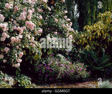 Frontière mixtes - avec Rosa 'New Dawn' Géranium et Hedera colchica 'Dentata Variegata' MXB068369 Banque D'Images