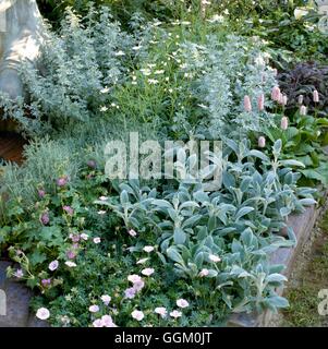 Une bordure de couleur - Argent & Pink - avec Artemisia Argyranthème Persicaria Santolina Stachys & géraniums POE034 Banque D'Images