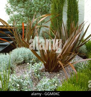 Une bordure de couleur - Argent & Pink - avec Phormiums Santolina Juniperus et Colvolvulus POE056474 Credi Obligatoire Banque D'Images