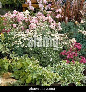 Une bordure de couleur - Argent & Pink - avec Euonymus Hedera Hebe Rosa Argyranthème Astrantia Lavatera et Phormium- - (Moyens Banque D'Images