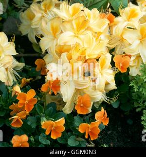 Une bordure de couleur - Golden - Azalea 'Golden Sunset' et 'Orange' Viola Penny OCB Photos098593 Banque D'Images