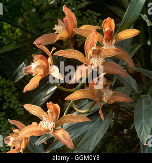 - Cymbidium Tracyanum x ORC Stourbridge105318 Banque D'Images