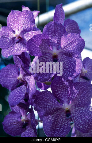 'Sansai Vanda Blue' ORC111875 Banque D'Images