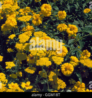 Association végétale - avec l'Achillea 'Coronation Gold' Heliopsis helianthoides parmi la lumière de 'Loddon' PAS Com070505 Banque D'Images