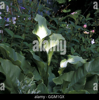 Zantedeschia aethiopica 'Green Goddess' AGA Date : 09/06/2008 par013257/horticoles Photos Phot Banque D'Images