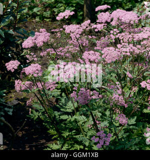 Chaerophyllum hirsutum - 'Roseum' PAR035081 Banque D'Images