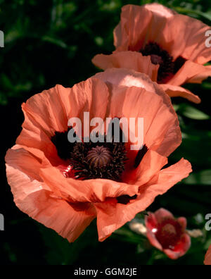 Papaver orientale - 'Mrs Perry' PAR074190 Banque D'Images