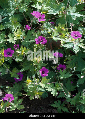 Geranium 'Anne Thomson' Date : 13/06/2008 par090217 Banque D'Images