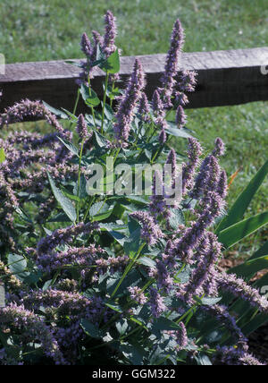 Agastache 'Blue Fortune' Date : 30.06.08 p.091440 Banque D'Images