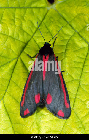 Amphibien - Cinnabar Golden sur houblon (Humulus lupulus 'Aureus')- - (Tyria jacobaeae) PSE Photos047624 Banque D'Images