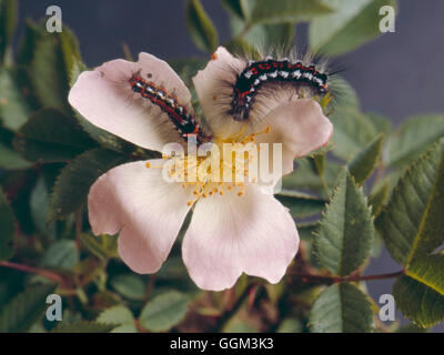 Caterpillar - Espèce - de la jaune-queue sur Dog Rose (Euproctis similis) PSE066154 Photos Horti Banque D'Images