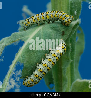 Caterpiller - Espèce - de Mullien papillon sur Verbascum (Cucullia verbasci) PSE102413 Photos Horticu Banque D'Images