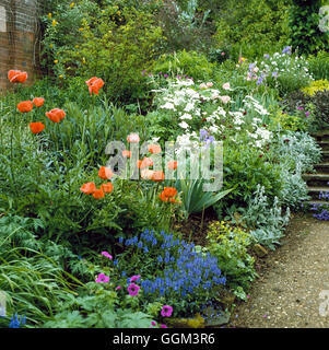 Vivaces - (photos : Photos Hort/ Benington Lordship PGN) Jardin Photos Ho062554 Banque D'Images