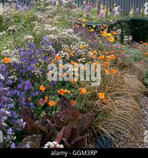 Vivaces - avec Anthriscus Anchusa Geum Carex et de Plantago. (Photos : photos Hort/Designer James Alexander-Sinc Banque D'Images