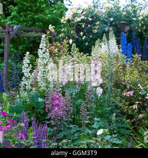 Vivaces - avec sauges et Delphiniums - (photos : Photos Hort/ Maison Jardin Moulton PGN) Com092338 Banque D'Images