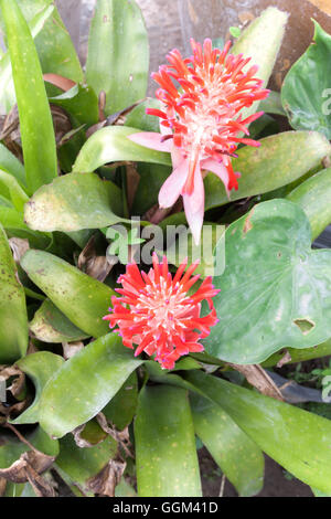 Billbergia Bromelia Kyoto et la floraison des plantes ornementales. Couleur rouge ornement une plante en fleurs Banque D'Images