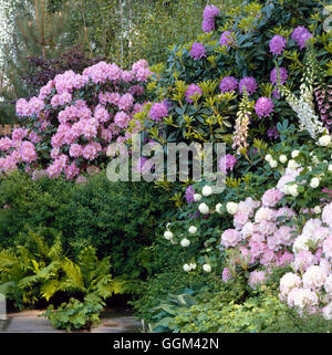 Rhododendrons et Azalées Rhododendrons Jardin - underplanted avec Hostas Alchemilla fougères et d'Agastache. RAH021326 Banque D'Images