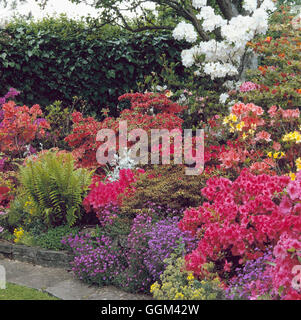 Rhododendrons et azalées - Jardin sur soulevées bed RAH022506 Banque D'Images