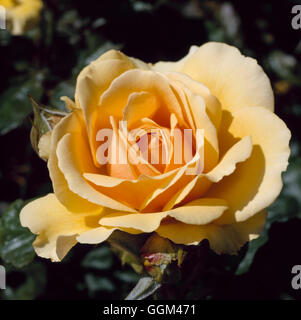 Rosa - 'Amber Queen' (Floribunda) RFL078012 Banque D'Images