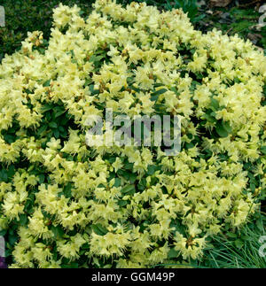 Rhododendron - "Princess Anne' AGM RHO041901 Banque D'Images