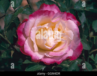 Rosa - "double Delight' (1977) (hybride de thé) RHT096645 Banque D'Images