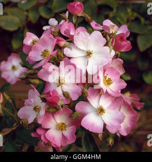 Rosa - 'Ballerina' - AGA (musc) Hybride (arbuste) RSH016315 Banque D'Images