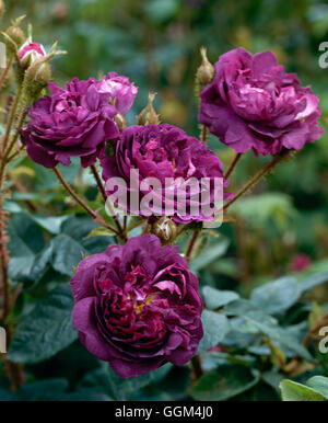 Rosa - 'William Lobb' AGM (Moss 1855)/Centifolia (arbuste) RSH023802 Banque D'Images