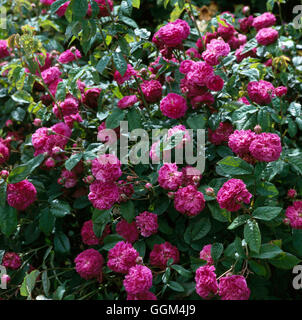 Rosa - 'Cardinal de Richelieu'- AGA (Gallica/Rosier arbustif) RSH025096 Banque D'Images