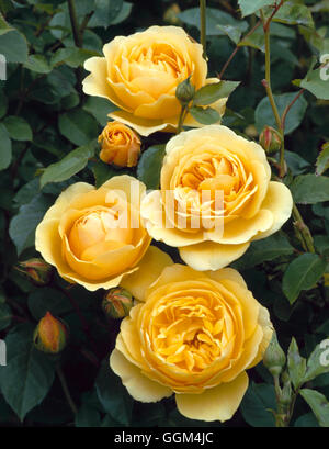 Rosa - 'Graham Thomas' AGM (Austin 1983) (arbuste) RSH025362 Banque D'Images