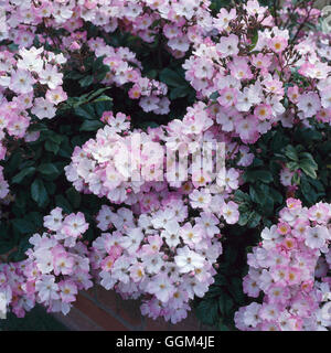 Rosa - 'Ballerina' AGM (musc) Hybride (arbuste) RSH025642 Banque D'Images