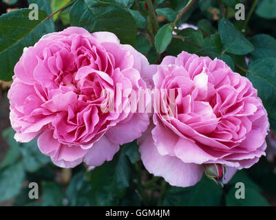 Rosa - 'Gertrude Jekyll' AGM - (arbuste) (Austin 1986) RSH029569 Banque D'Images