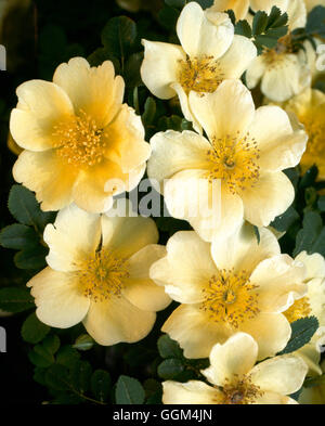 Rosa xanthina - 'Canary Bird' AGM (arbuste) RSH035223 Banque D'Images