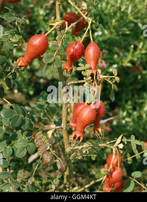 De Rosa moyesii hips - 'Geranium' RSH081615 Banque D'Images