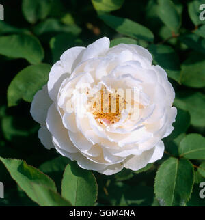 Rosa - 'Winchester Cathedral' (arbuste) (Austin 1988) RSH109187 Banque D'Images