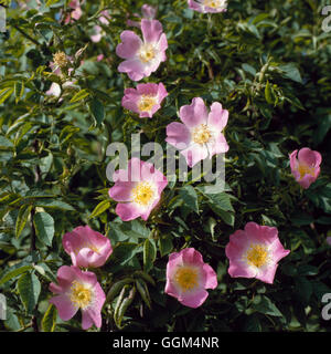 Rosa Canina - (espèce) Dog Rose RSP057031 Banque D'Images