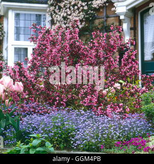 Jardin de printemps - avec Weigela florida 'AGA' Purpureis Foliis- éminents parmi les tulipes et Myosotis (Myosotis) Ref : PHS Banque D'Images